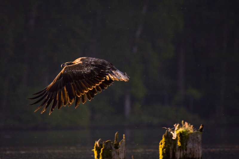 Bald Eagle In Flight